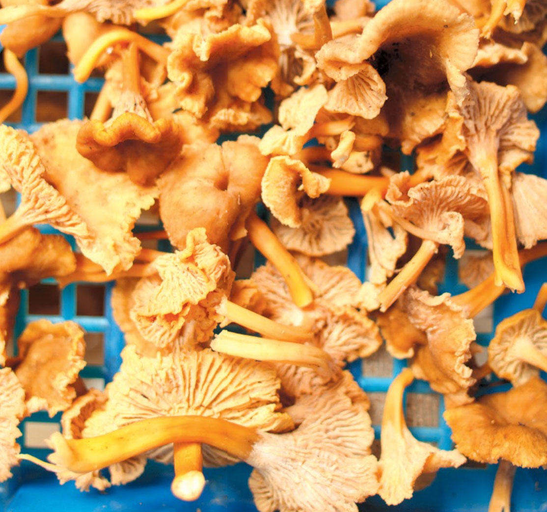 Wildly foraged chanterelle mushrooms