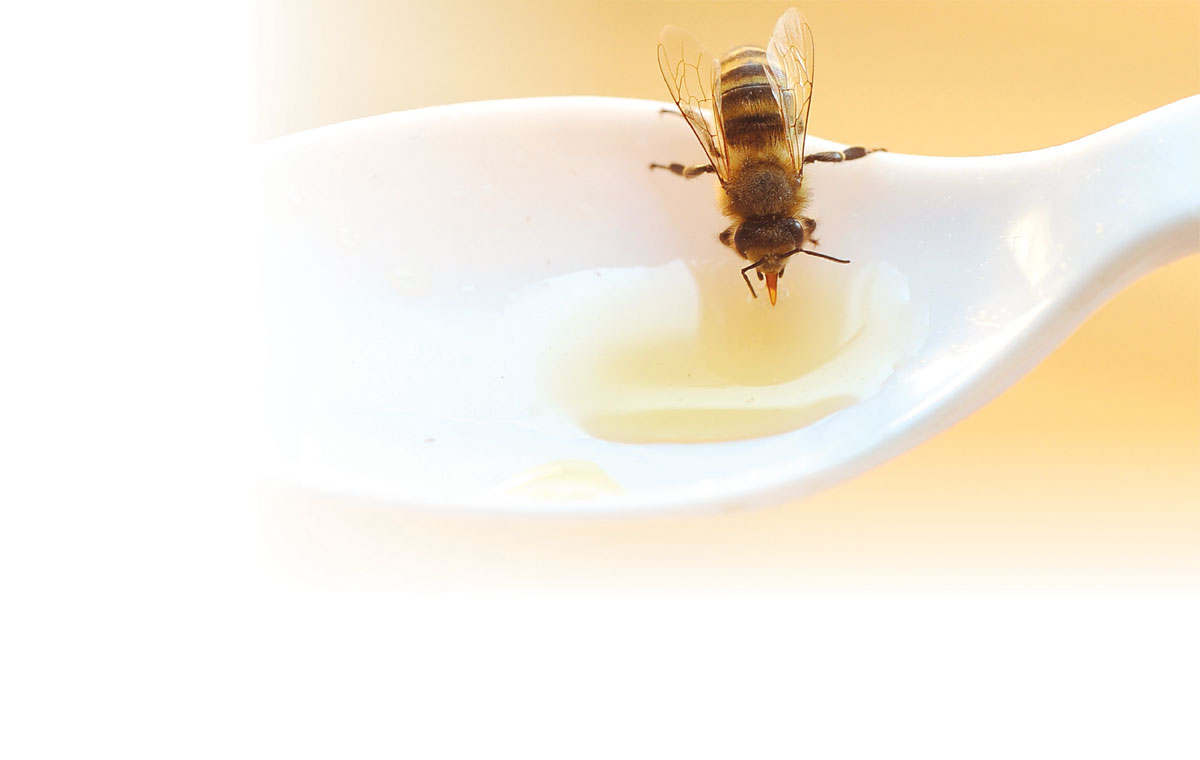 Bee dips into honey