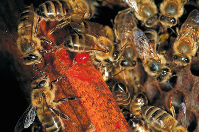Honeybees gathering honey
