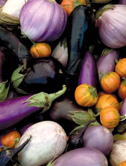 Eggplants in different colors and varieties
