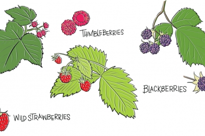 Berries illustrations