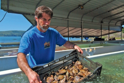 Terry Sawyer, co-owner of Hog Island Oyster Company