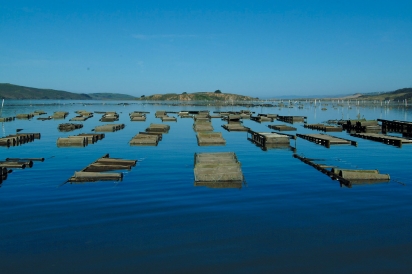 Oyster growing racks at Hog Island Oyster Company