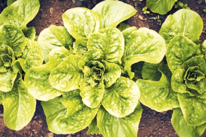 Lettuce at Green Gulch Farm