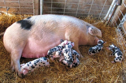 Heritage breed pigs at Hudson Ranch