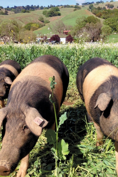 Hogs at Front Porch Farm