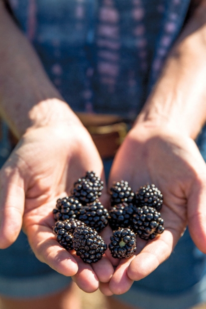 Blackberries grown on the farm