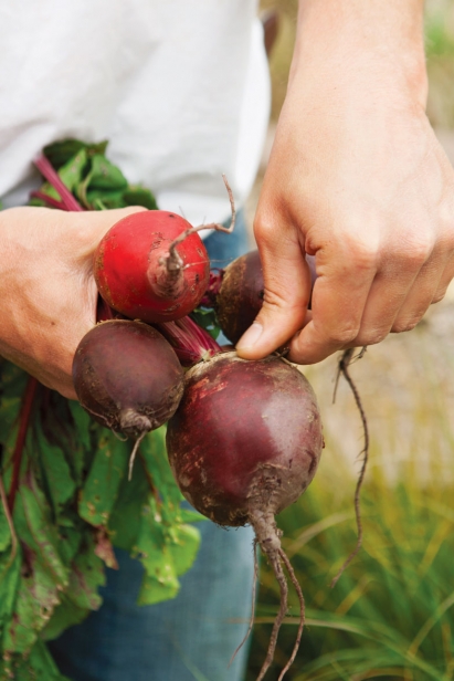 Beets harvested at The Croft