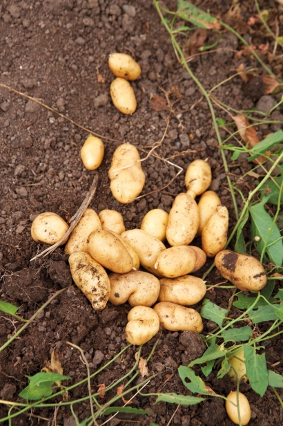 Potatoes dug at The Croft