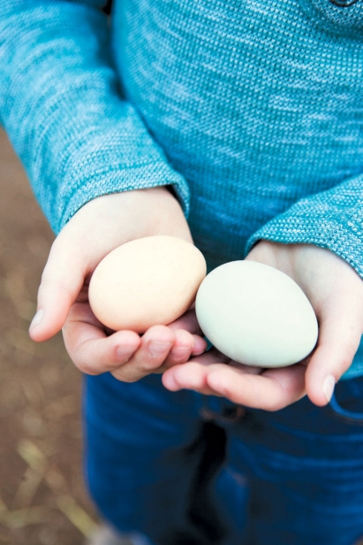 Farm fresh local eggs in hands