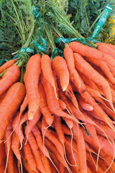 Organic carrots grown on the farm