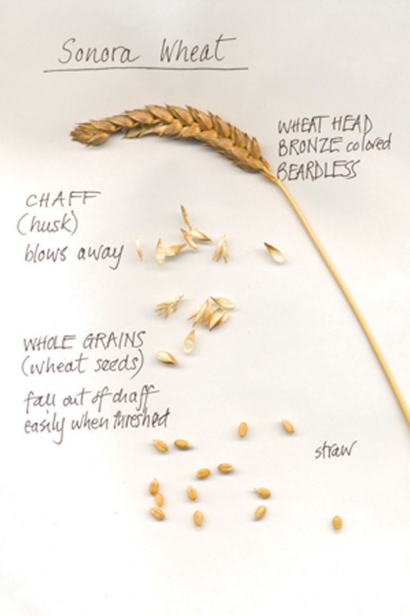 Sonora wheat, one of most popular grain varieties