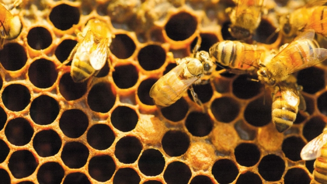 Bees are crucial to the health of a vineyard
