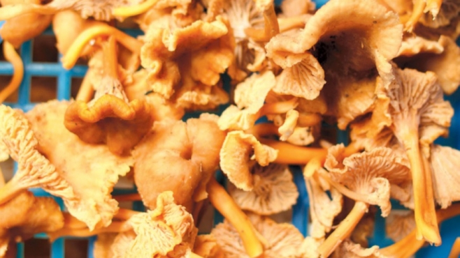 Wildly foraged chanterelle mushrooms