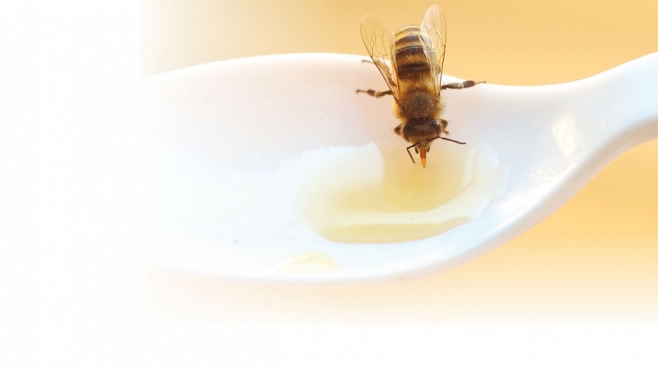 Bee dips into honey