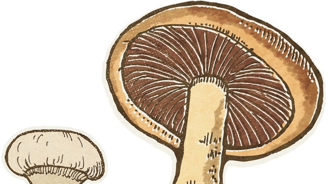 Two types of mushroom illustration