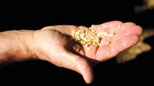 Wheat grains in hand
