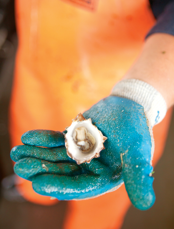 Hog Island Oyster