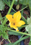 squash flower