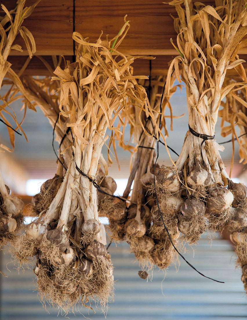 Cultivating More Than Produce