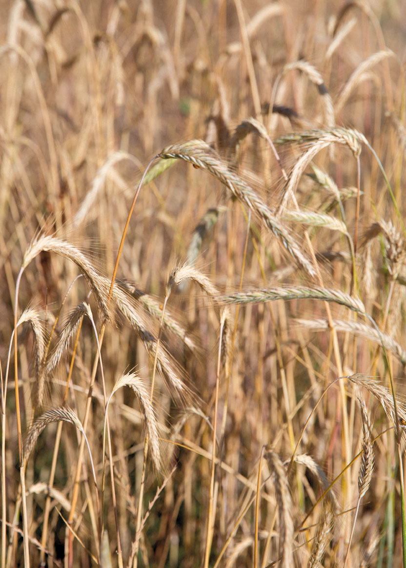 Wheat field