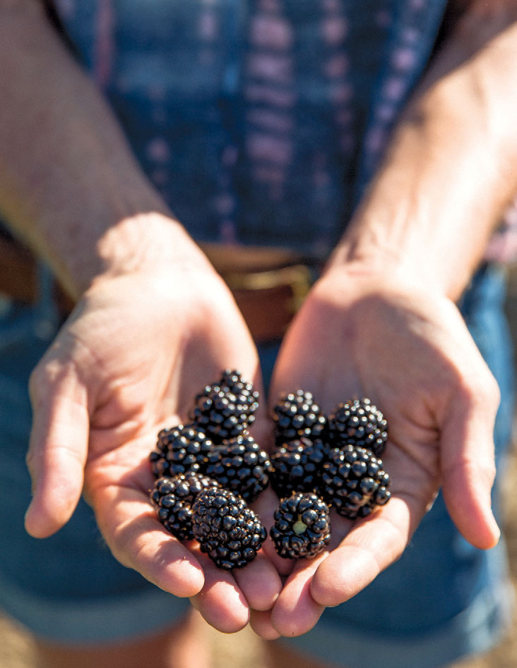 Blackberries grown on the farm
