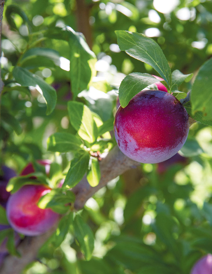 Fruit on the farm