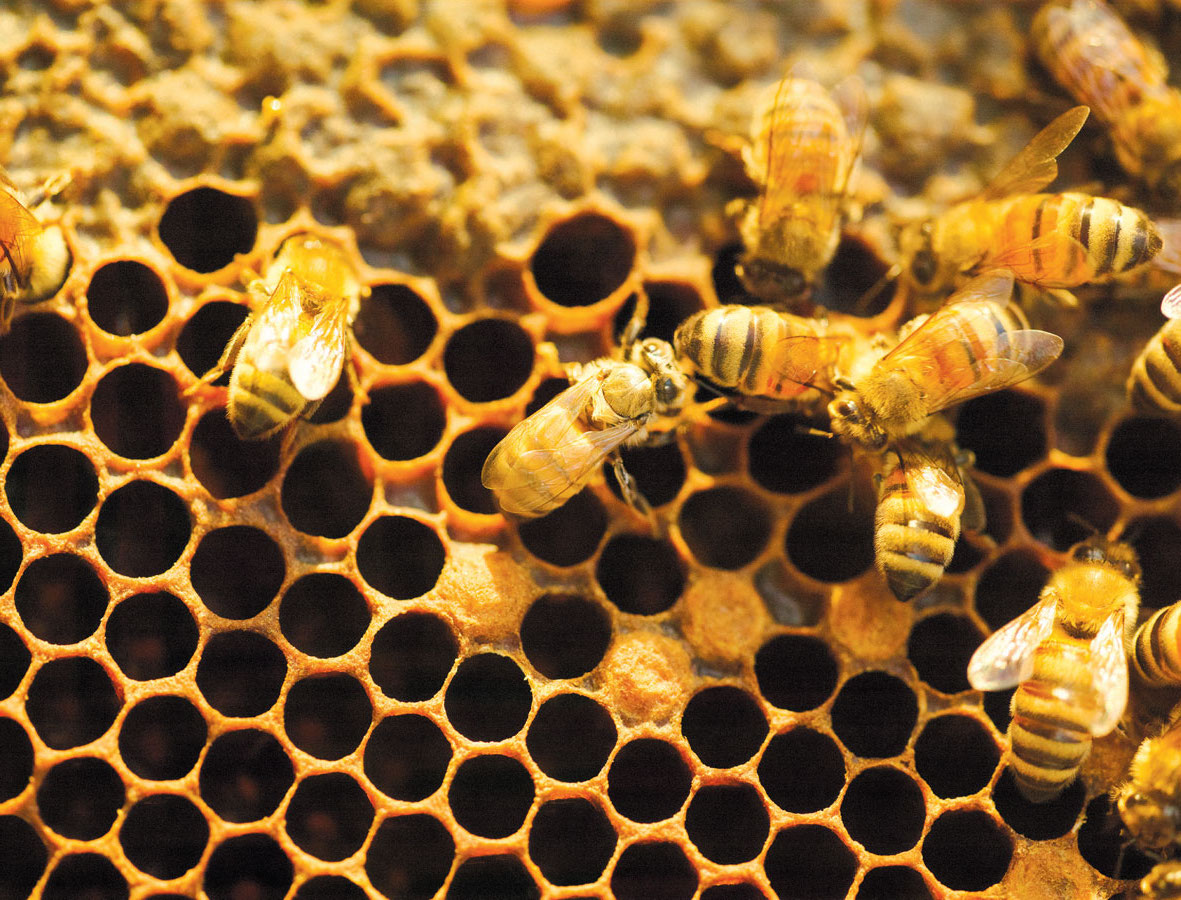 Bees are crucial to the health of a vineyard