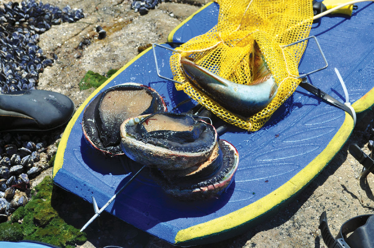 Wild abalone from the Bay Area