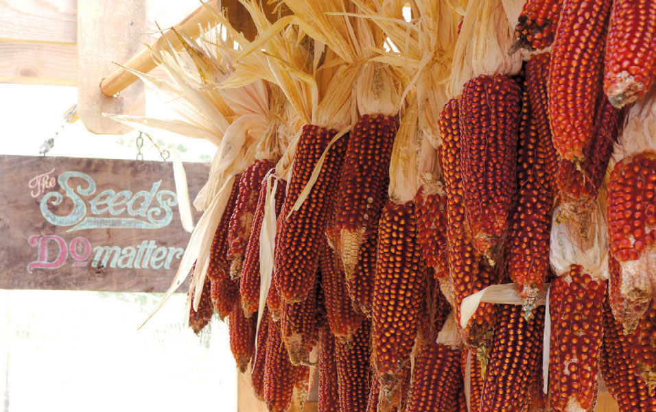 Corn drying 