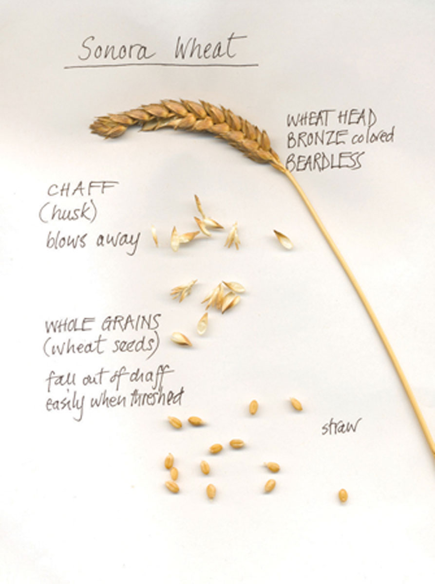 Sonora wheat, one of most popular grain varieties