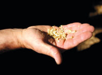 Wheat grains in hand