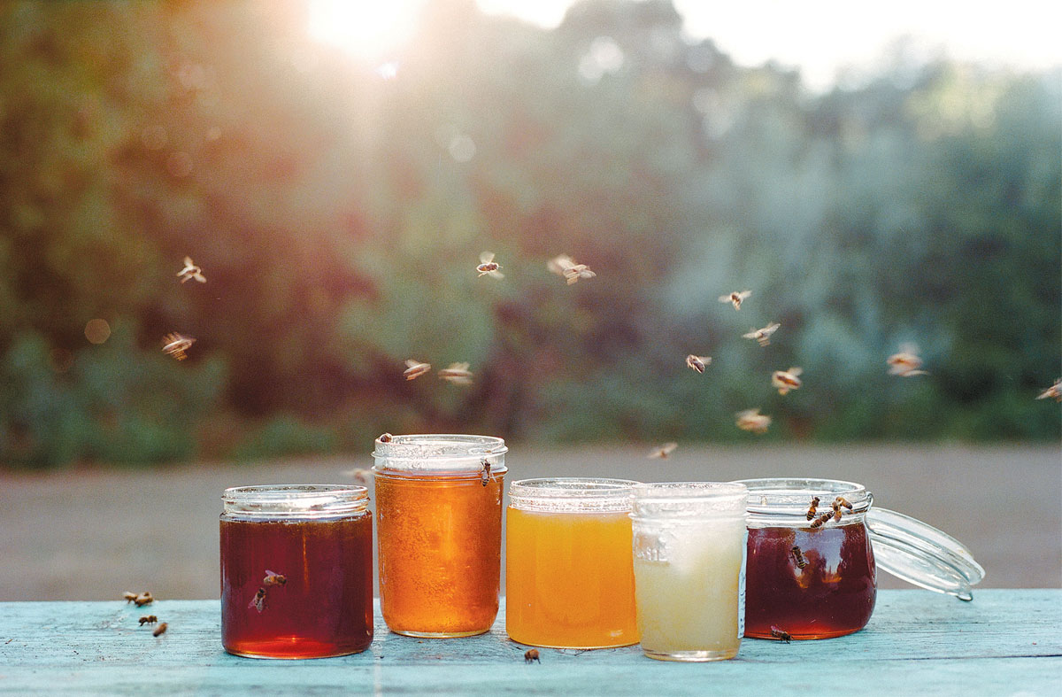 Local honey varieties from the Napa Valley