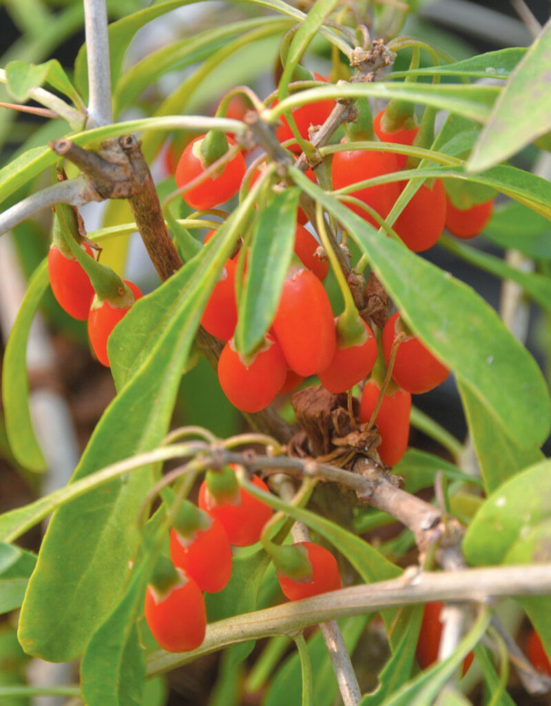 berry_berry_blossomR2年福島県コシ　白米　29kg 楽天市場】【リニューアル記念！全商品対象500円OFFクーポン配布中】令