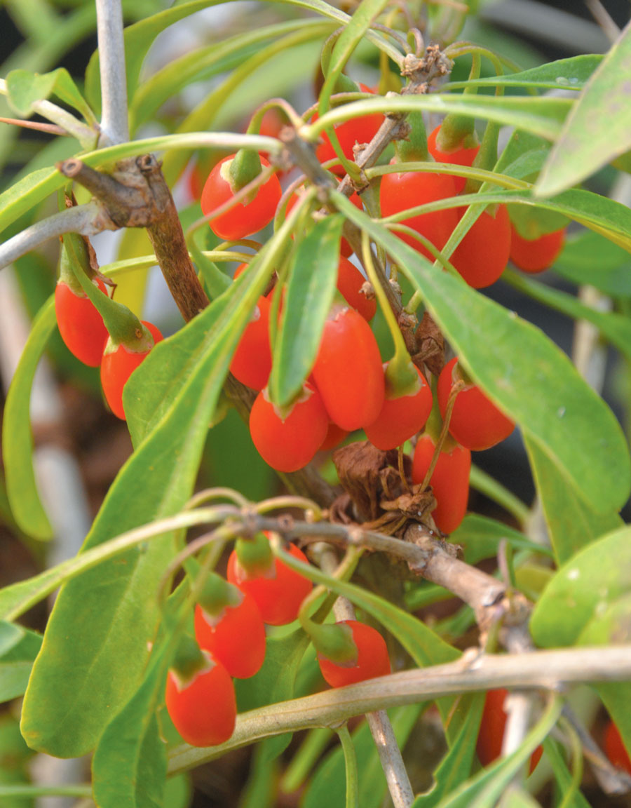 goji-farm-usa-1.jpg