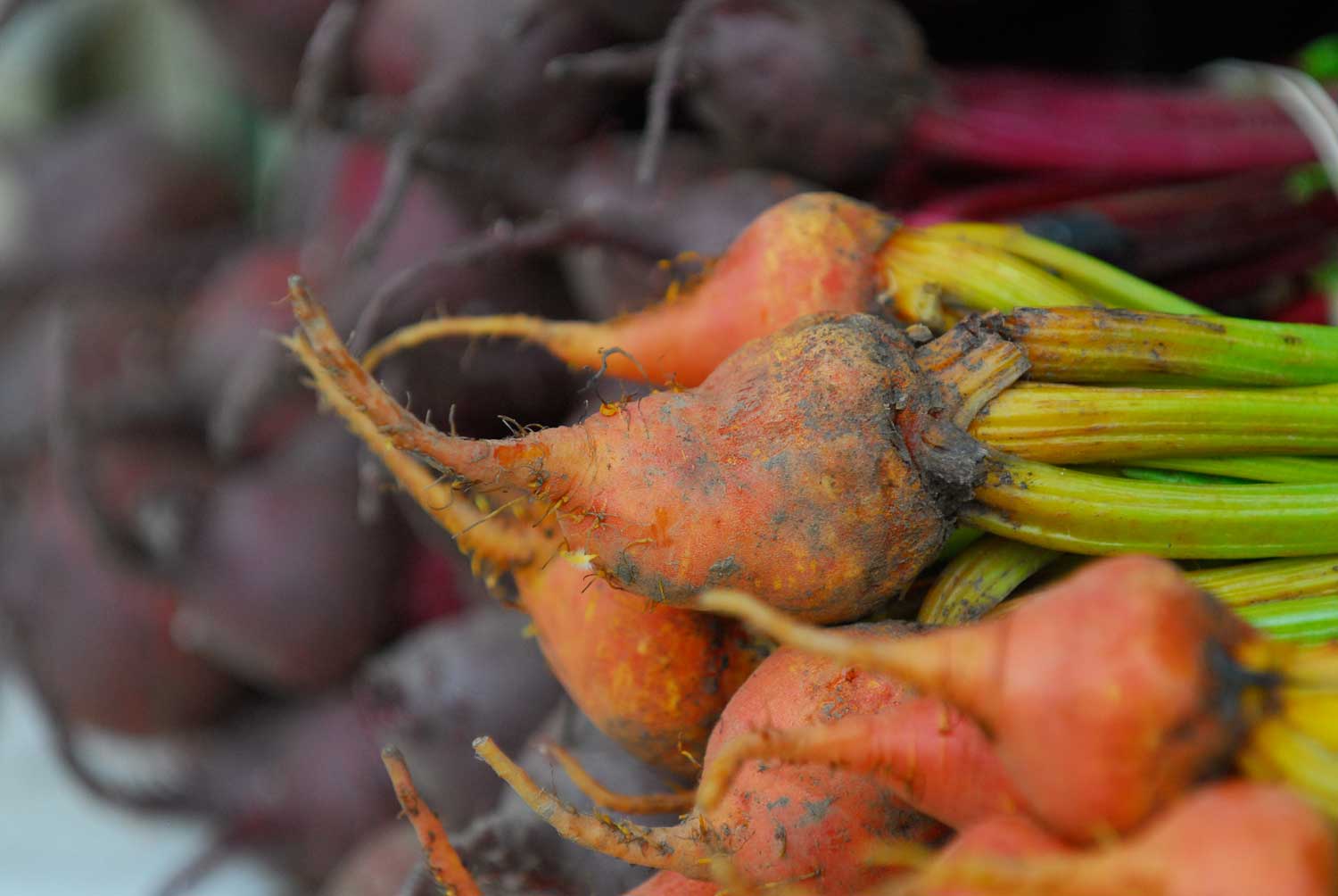beets-DSC_0111.jpg