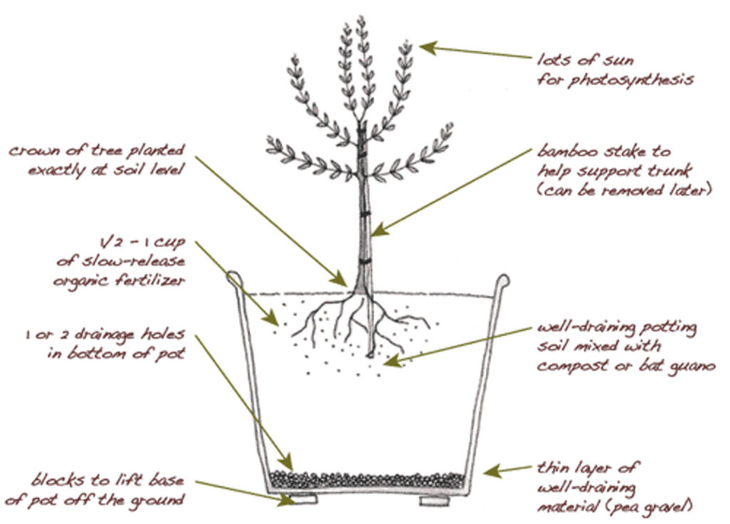 Planting and growing an olive tree illustration