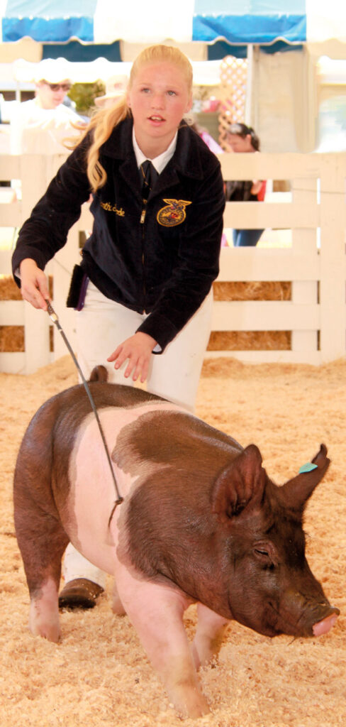 market-swine-program-1.jpg