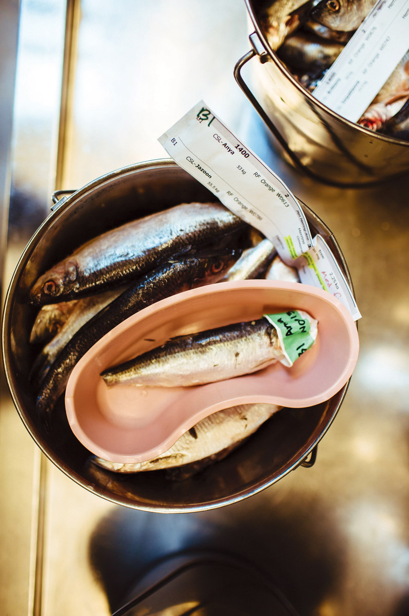 herring-and-salmon-oil-smoothies-1.jpg