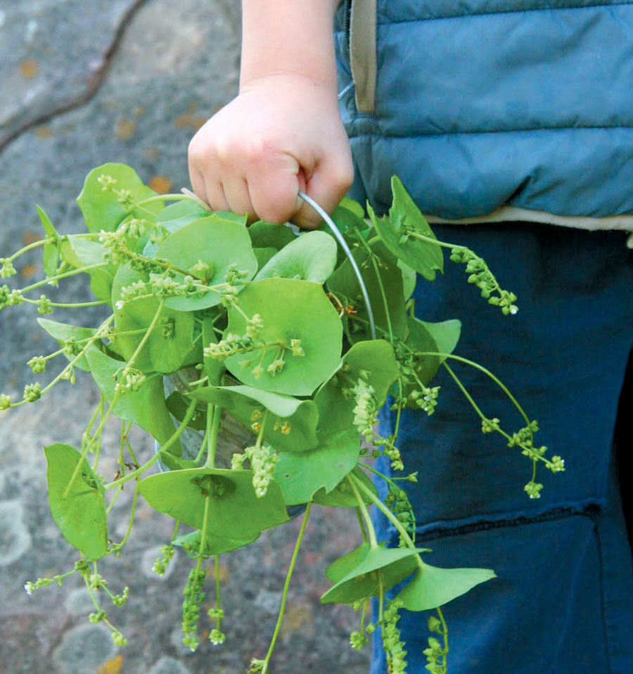 foraged-greens-prosciutto-salad-1.jpg