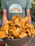 mushroom-mania-1.jpg