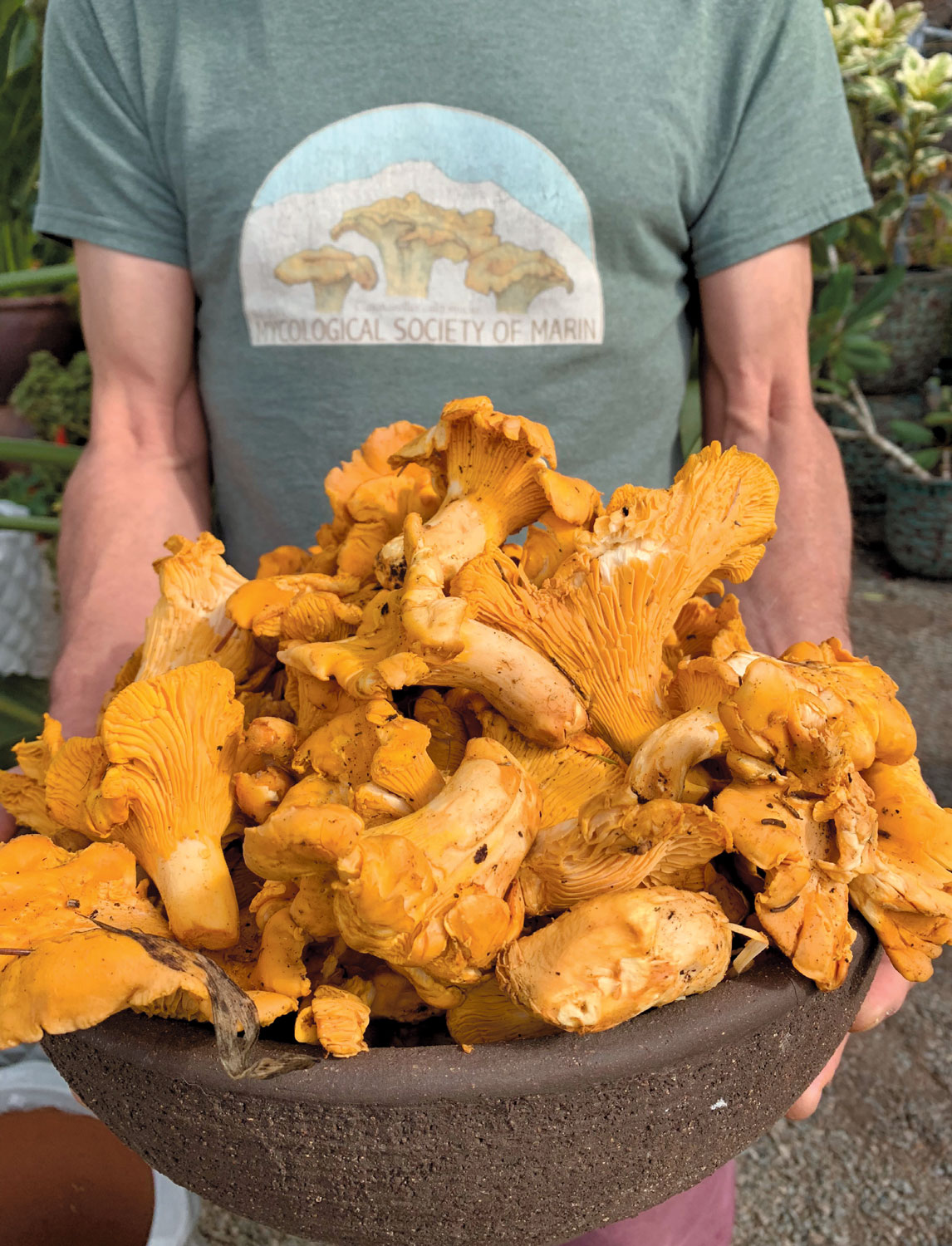 mushroom-mania-1.jpg