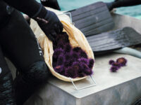 urchin-explosion-1.jpg