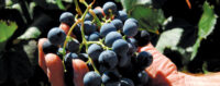featured-farmers-1_0.jpg