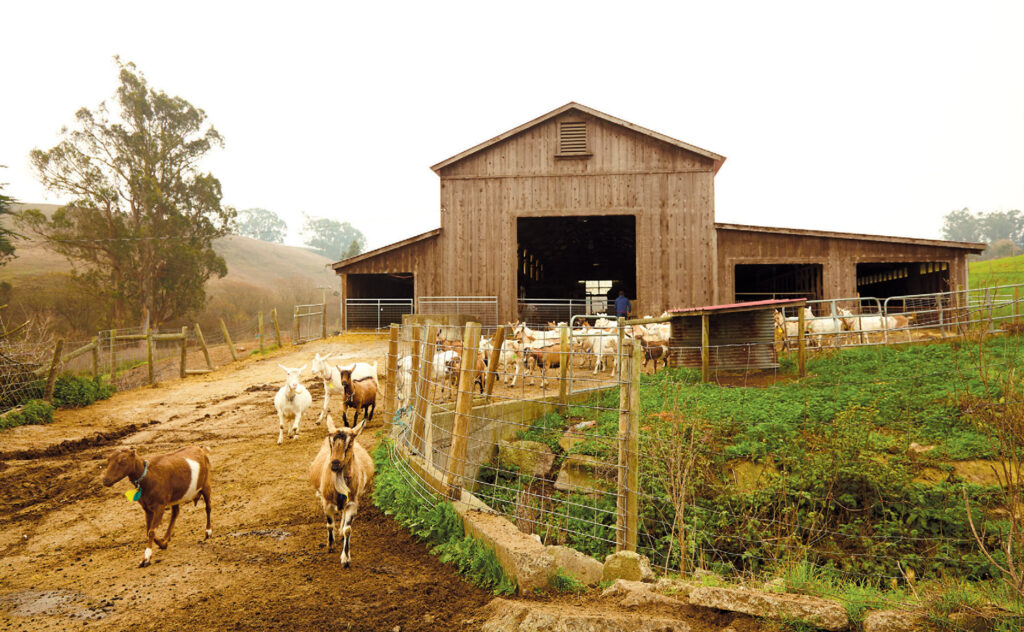 toluma-farms-001.jpg