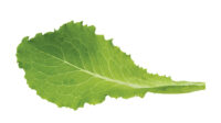 prepping-greens-1.jpg