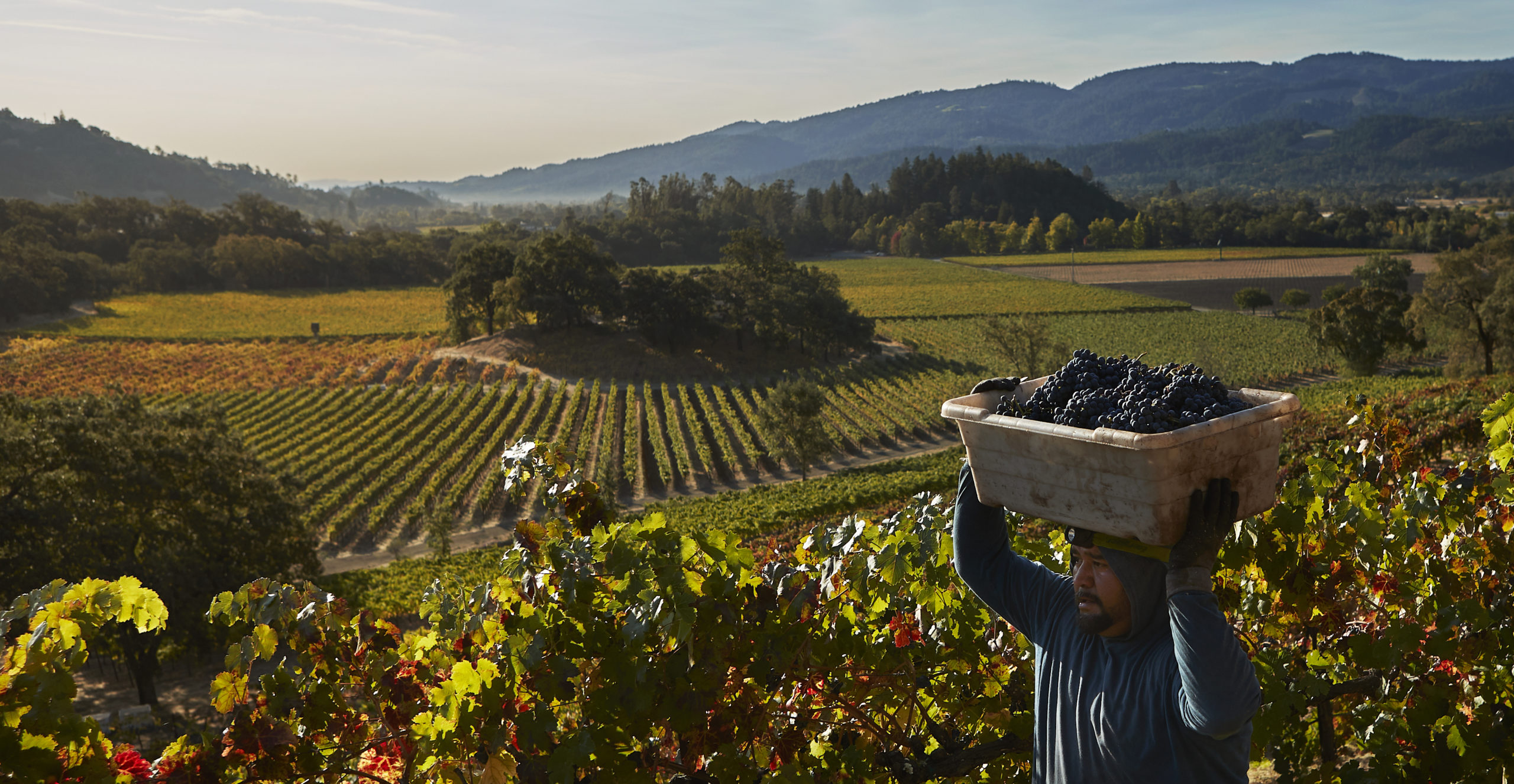 Discover Napa AVAs_Home page hero 2.jpg