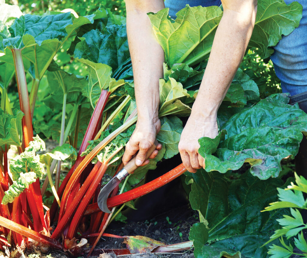 season-rhubarb.jpg