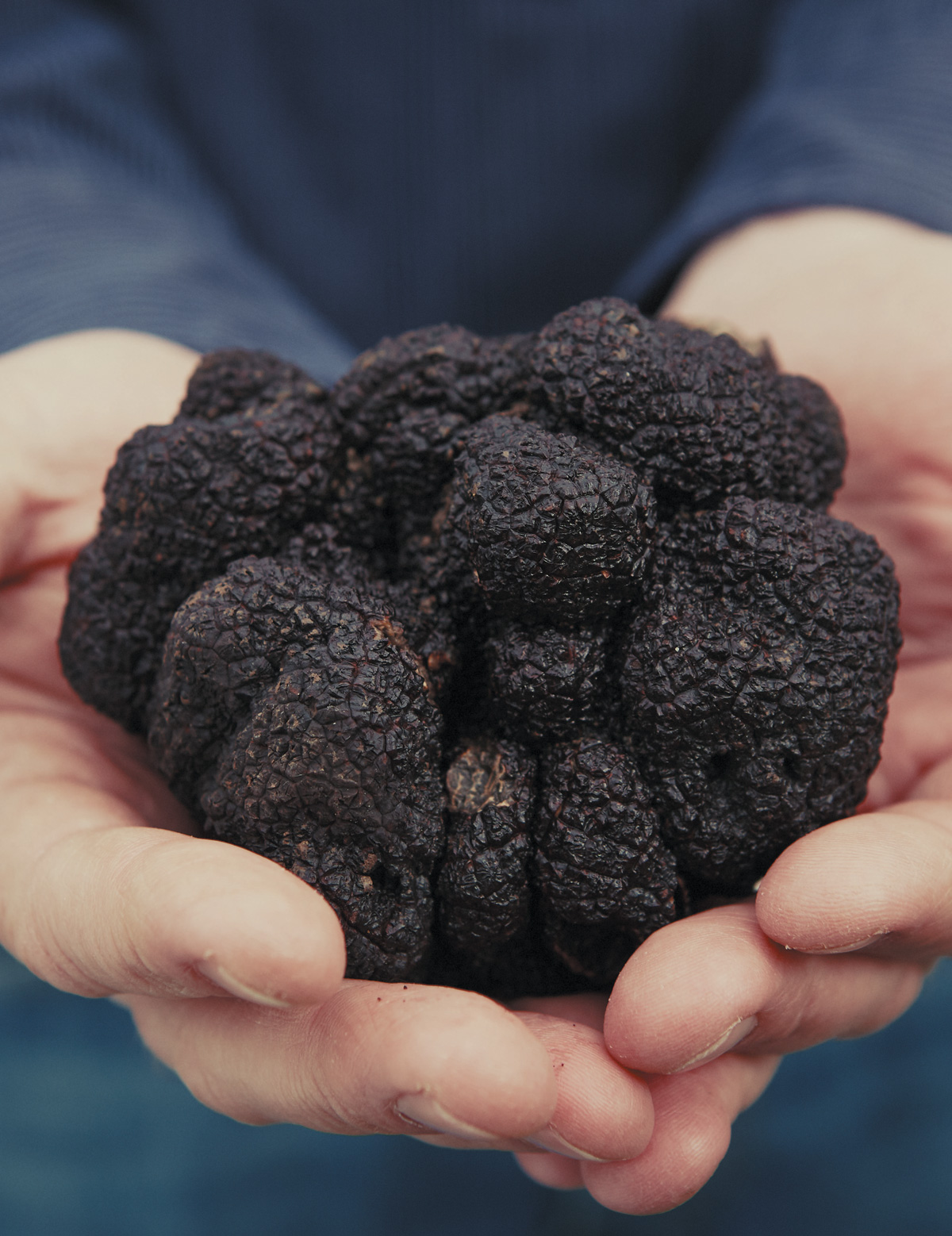 truffle-gamble.jpg