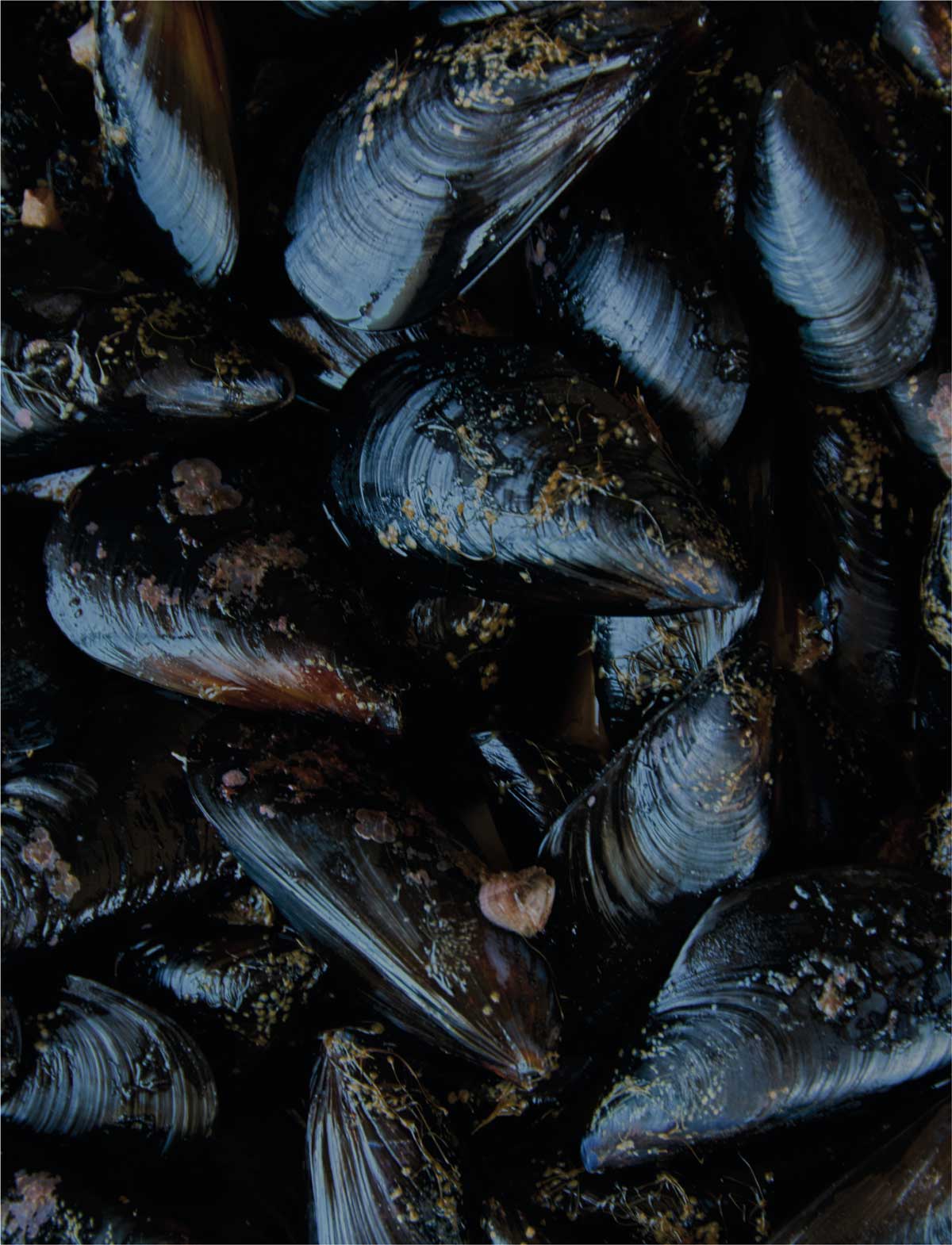 mussels-congolaise.jpg